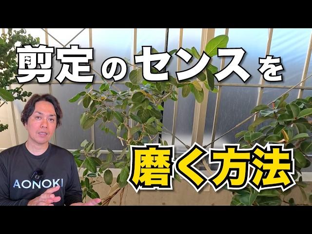 誰でも出来る、ゴムの木の剪定のセンスを磨く方法