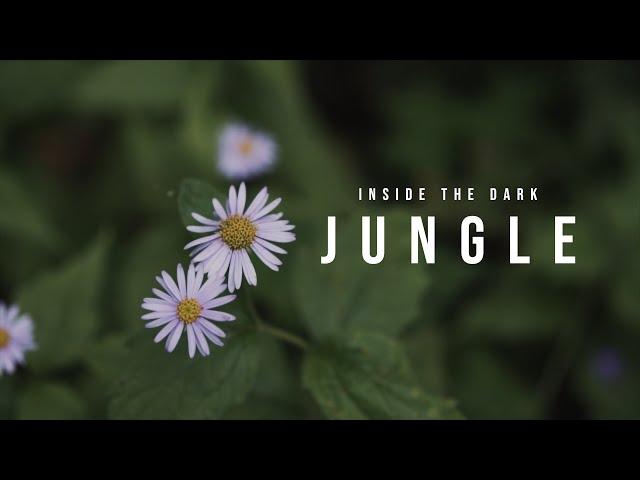 Inside the Dark Jungle Cinematic Video