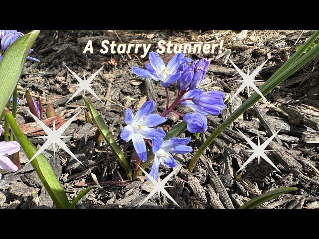 ⭐️A Starry Stunner: Chionodoxa (Glory of the Snow)⭐️️