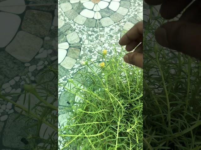 Want more flowers from ur plant? Try this easy gardening hack!#gardeningtips #plantcare #shorts