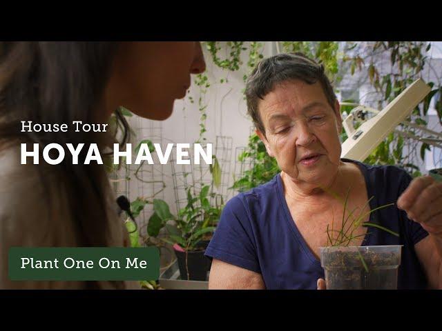 400+ Hoya Houseplant Tour — Ep 113