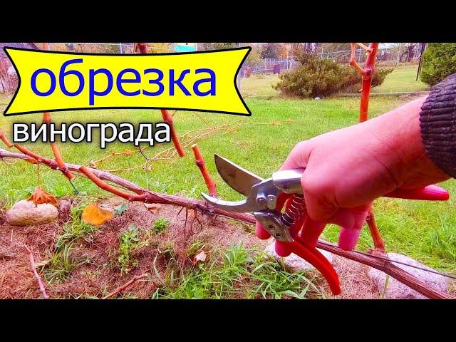 Pruning Grapes in Autumn.