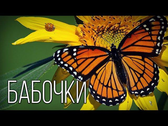 Butterflies: Nature's Flying "Flowers" | Interesting Facts About Butterflies