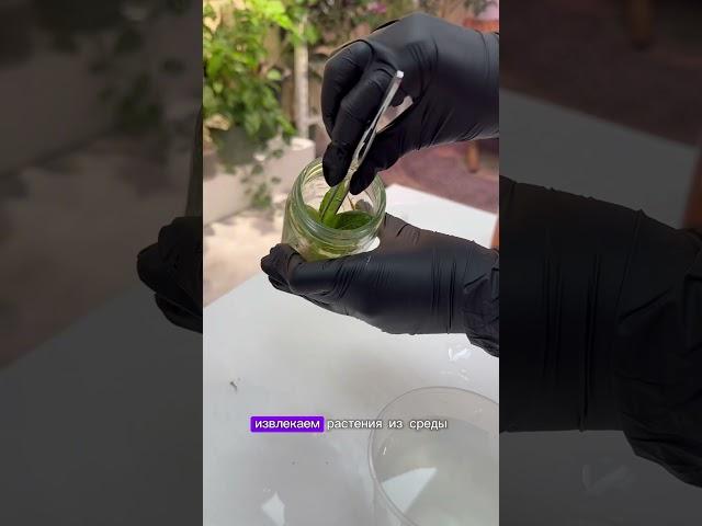 Адаптация растения клона