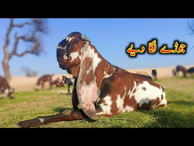 Ashraf Gujjar Goat Farm KY Breader Buck - Goat Farming Buisness