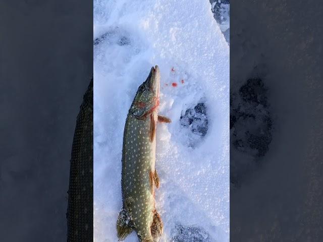 #рыбалка #щука #fishing #рыба