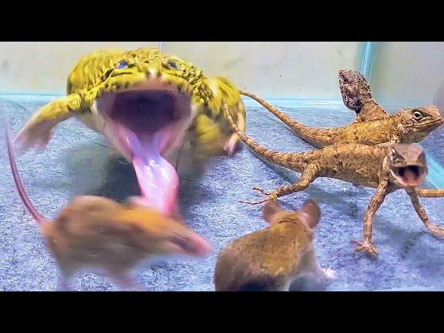 Angry Tree Lizard With Bullfrog And Mouse! Asian Bullfrog Live Feeding