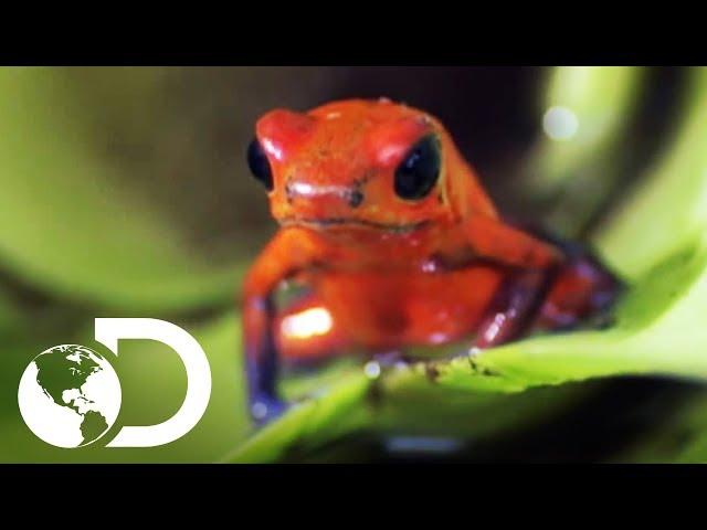 Rana de dardo venenosa | VIDA | Discovery Latinoamérica