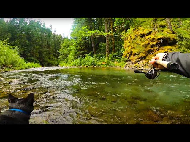 TROUT Fishing ULTRA Clear Creek. We CATCH 3 Species Of TROUT!!