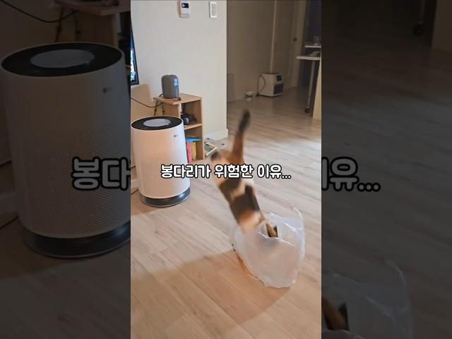 고양이에게 봉다리를 주면 생기는 일..