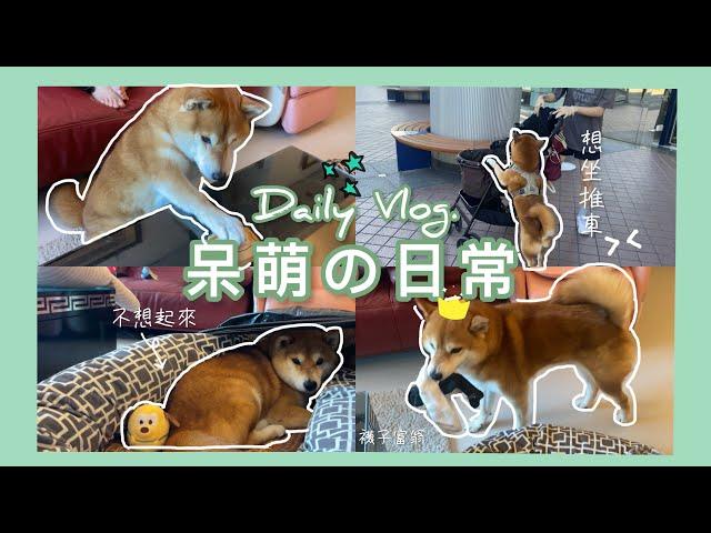 【柴犬呆萌】平常在家都在幹嘛？家裡一直有小偷⁉️