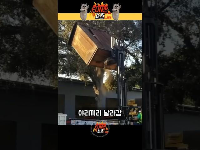 카메라에 찍힌 웃긴 순간들 #웃긴짤 #웃긴영상 #fun 20