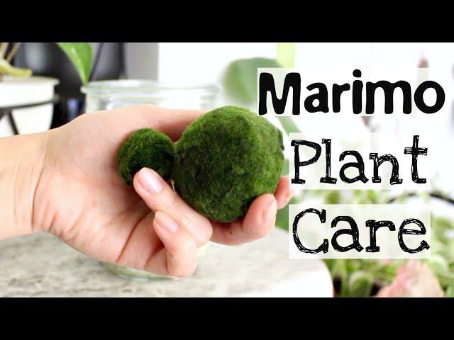 Marimo Moss Ball Plant Care Tips & Tricks | Marimo Plant Care.