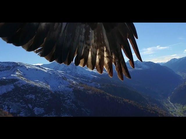 Phantom 3  get kidnapped by two eagles