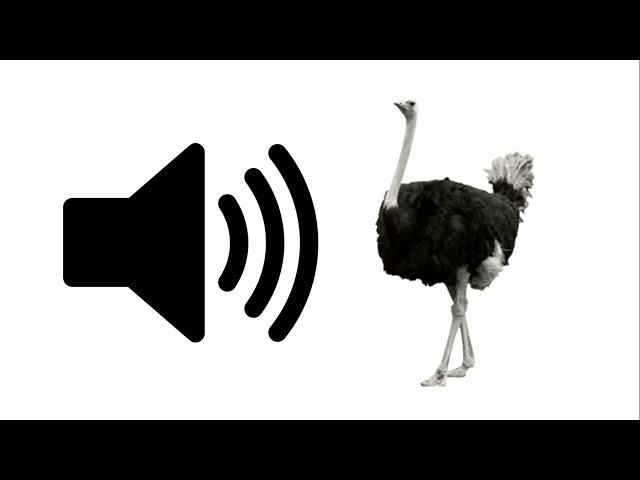 Ostrich - Sound Effect | ProSounds