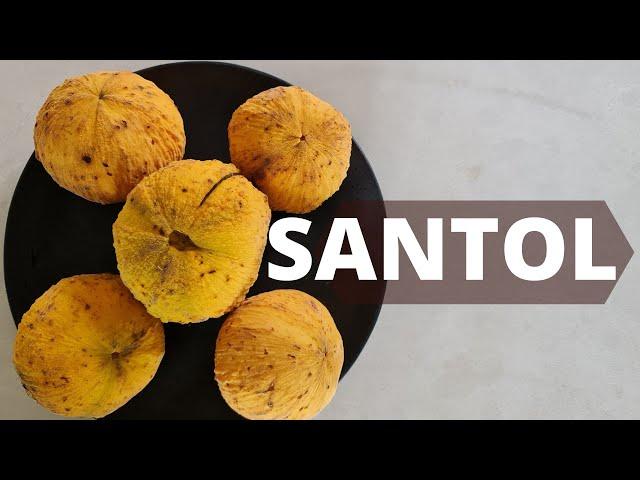 Santol - Tips, Tasting and Growing