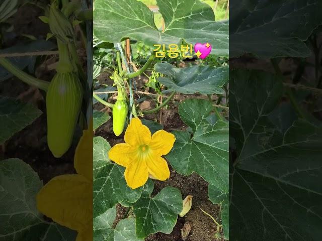 시민농장 아침운동 김용빈  꽃물~~#호박꽃 # 호박열렸어요^^