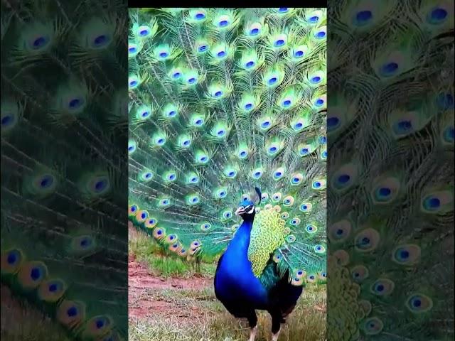 Beautiful Peacock sound  #peacocksound #birds