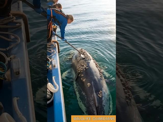 A Huge Whale Swims Out Of The Water And Asks A Rescue Team To Help Remove Barnacles #animalrescue