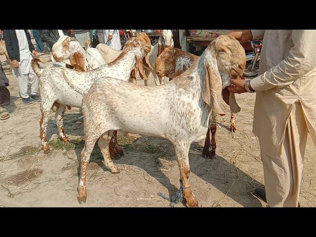 makhi cheeni bakra Mandi 2024 Ajmal TV Hasilpur 03086171529