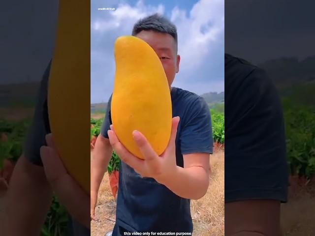 The secret of China's golden mangoes