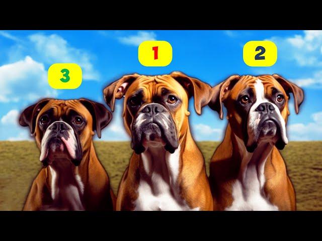 BOXER TYPES - 8 TYPES OF BOXERS