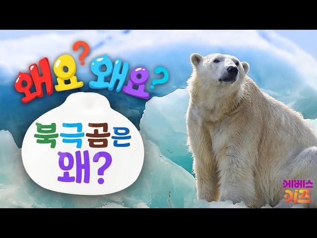 새하얀 털을 가진 북극곰! 북극곰의 털은 왜?ㅣ왜요? 왜요? 궁금할 만두ㅣKBS 240104 방송