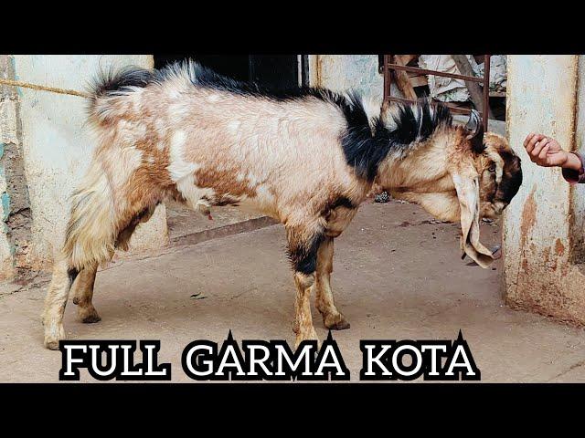 MASHAALLAH TOP QUALITY KOTA BAKRA AT IRSHAD KOTA  (7740803310) #kotabakra #animals