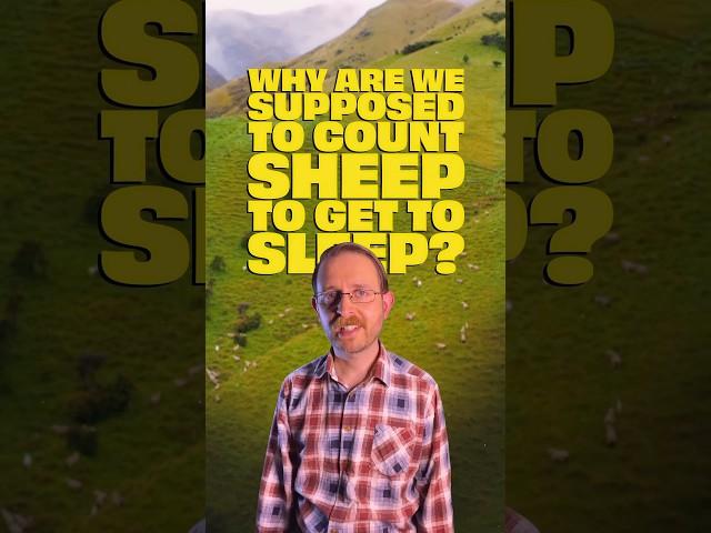 This is what insomnia looks like. ‍ #countingsheep #insomnia #sleep #sheep