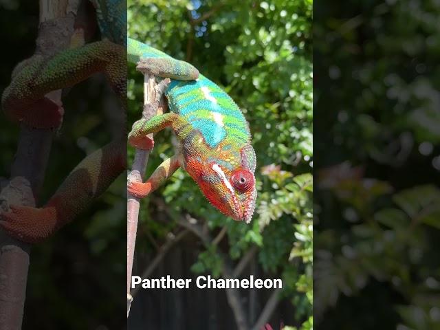 Gorgeous Panther Chameleon!