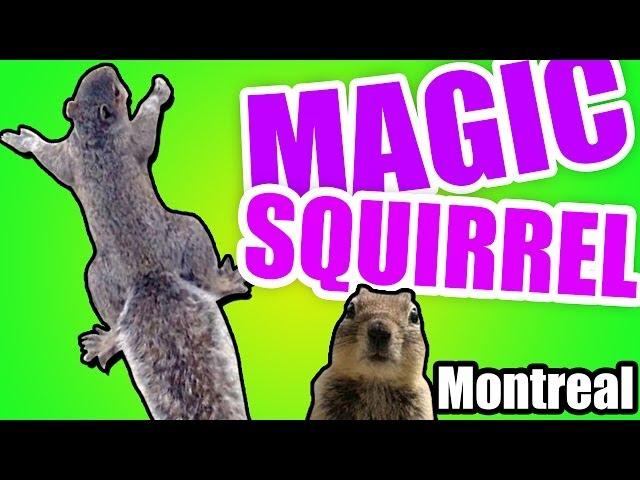 Magic SQUIRREL !!! - Montréal