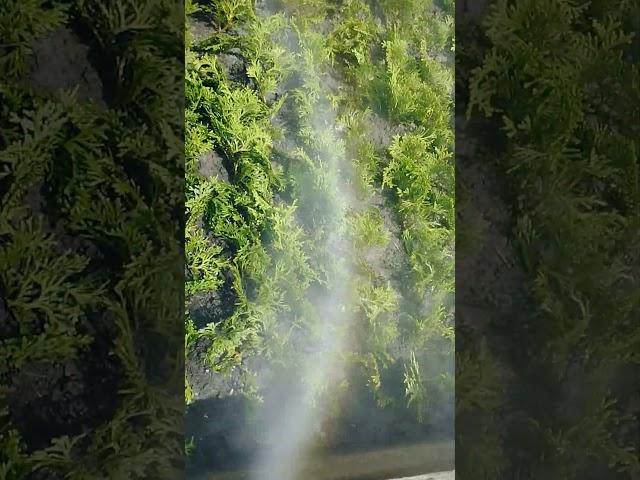 Туман для черенков туи,работа форсунки # черенкование туи #евгений_филимонов #хвойный_дворик