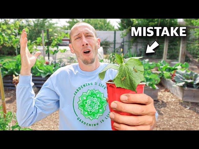 You’re Killing Your Cucumbers if You Do This, 5 MISTAKES You Can’t Afford to Make Growing Cucumbers