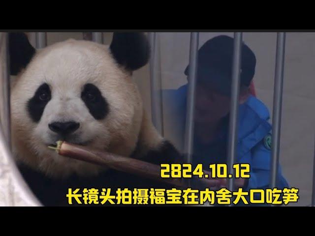 10.12福公主在洞口吃播太治愈了，好乖好可爱的宝宝#panda #大熊貓 #大熊猫福宝