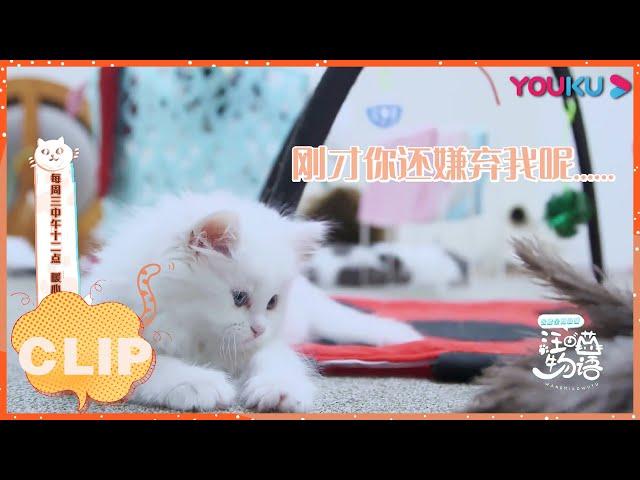 【汪喵物语】：铲屎官陪玩小猫咪们！| EP05 CLIP | YOUKU SHOW | 优酷综艺