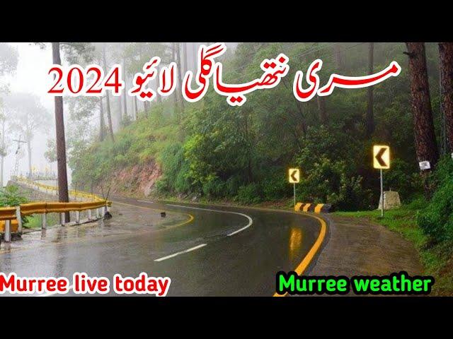 murree live today | #murree Nathia gali today | murree weather | murree snowfall update #2024