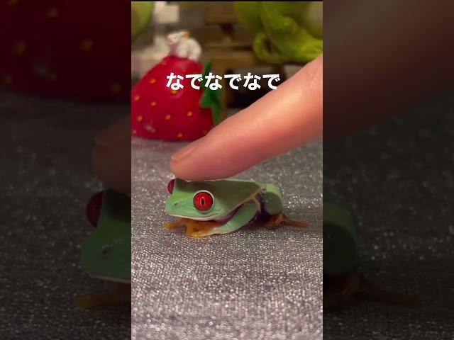 かわいくてついついナデナデしたくなる️#frog #アカメアマガエル #アマガエル #かえる #可愛いカエル #飼育 #カエルの飼い方