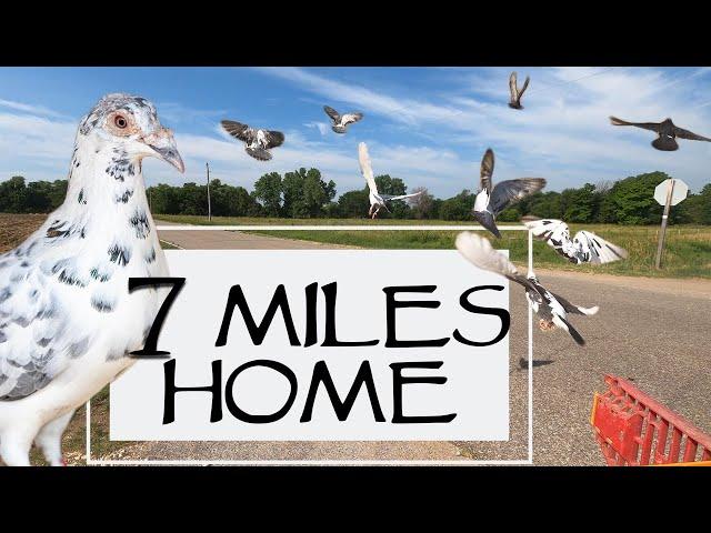 Training Homing Pigeons To Home 7 Miles - Will They Make It Home?