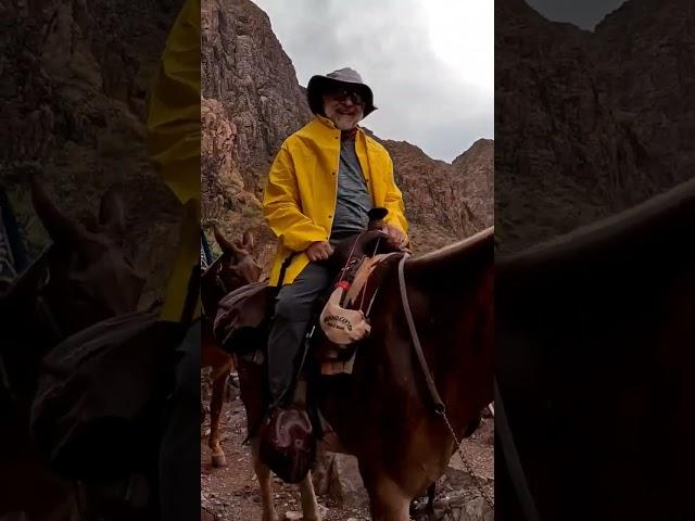 The Mules at Grand Canyon #Mules #grandcanyon