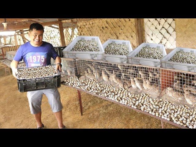 QUAIL FARMING -Producing and collecting THOUSANDS of eggs everyday