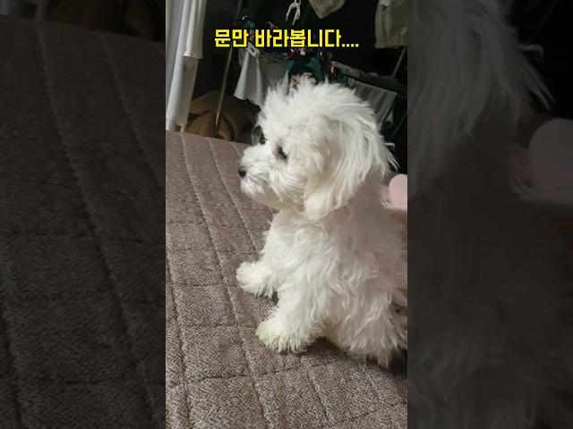 엄마 기다리는 강아지 춘밤이 #비숑 (Chunbam, a puppy waiting for its mother)