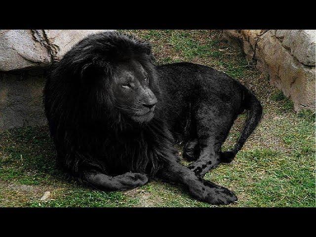 10 Most Unique Lions in the World!