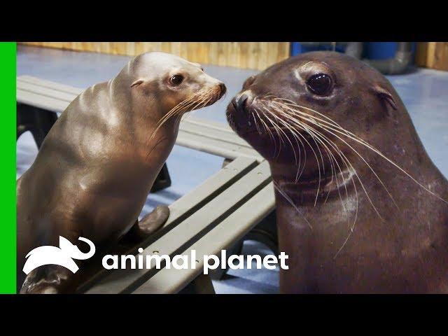 A Day of Seals and Sea Lions | The Aquarium: A Deeper Dive