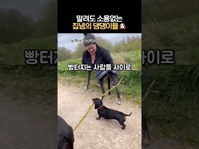 말려도 소용없는 집념의 댕댕이들 #개고집 #개웃김