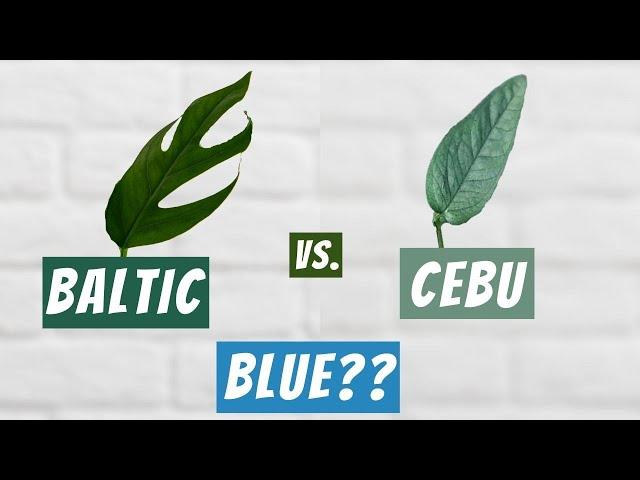 Why are some plants called blue? | Baltic Blue vs Cebu Blue Pothos comparison and where to find them