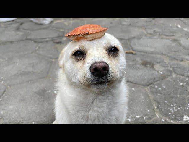 Da Qi saw the puppy's head empty, and took a crab shell to make a helmet for the puppy!