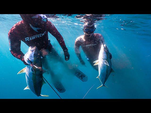 Chasing Yellowtail Kingfish SPEARFISHING