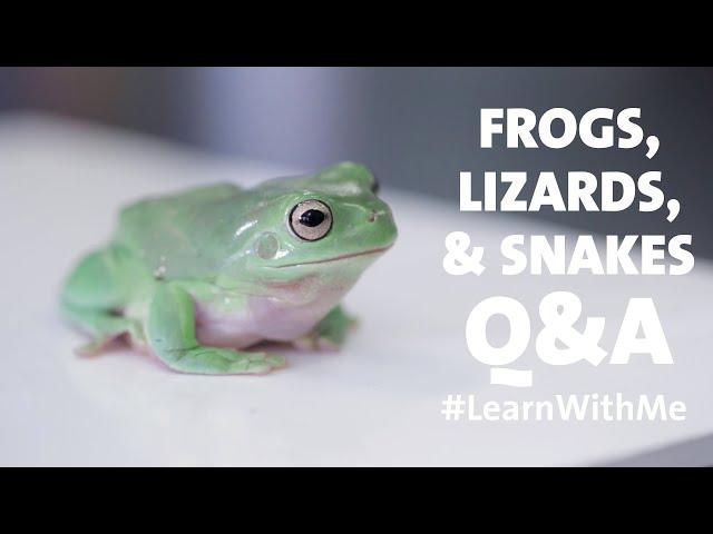 Frogs, Lizards, and Snakes Q&A #LearnWithMe