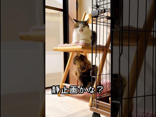 ネコちゃんズは日向ぼっこ中　#保護猫  #空から降ってきたネコちゃんズ #cat #ねこ
