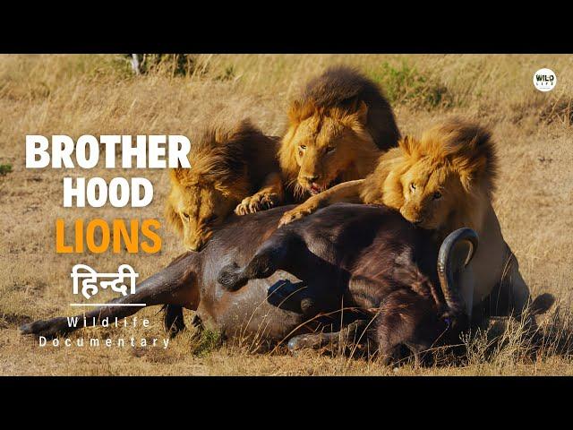 Brotherhood of Lions - हिन्दी डॉक्यूमेंट्री | Wildlife documentary in Hindi